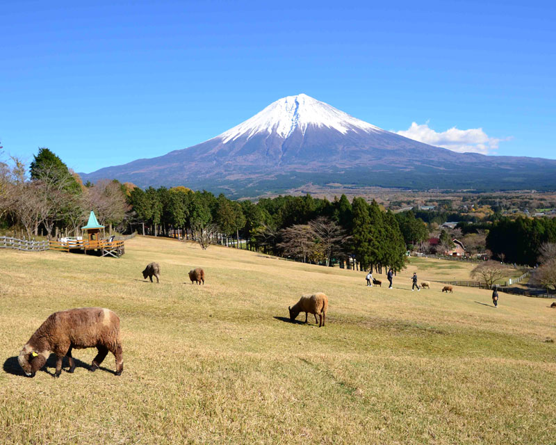 まかいの牧場 19富士山の日イベント 富士宮市 アットエス