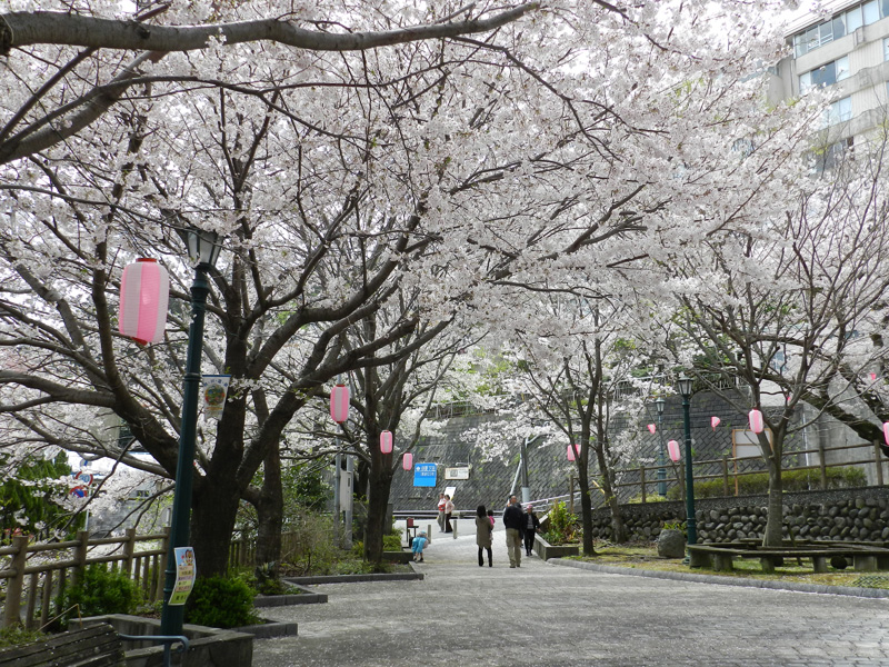 熱川桜坂公園の桜 賀茂郡東伊豆町 アットエス