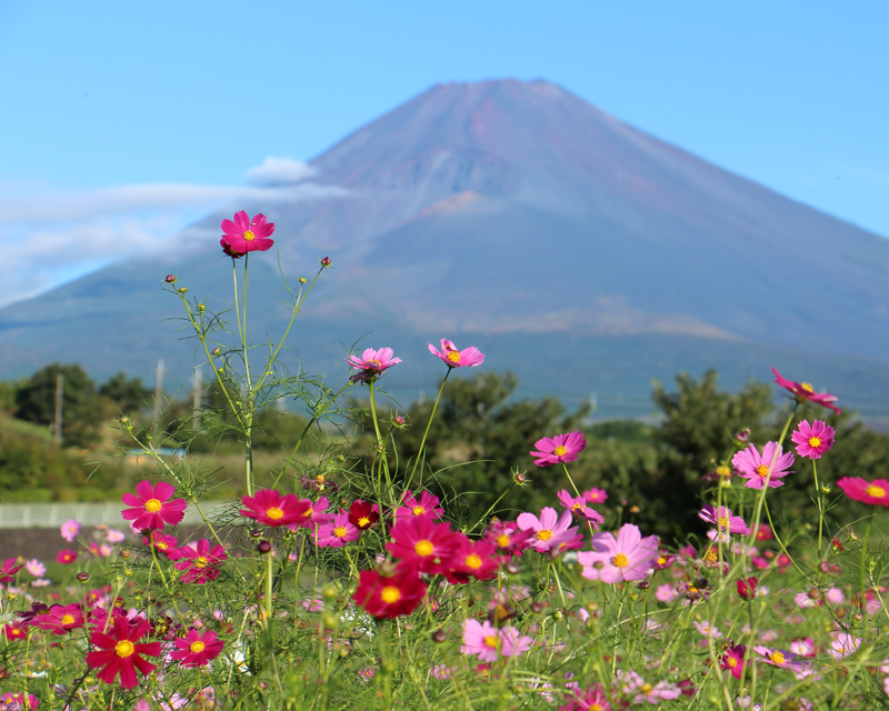 第8回富士山すそのパノラマロード コスモスまつり 裾野市 アットエス
