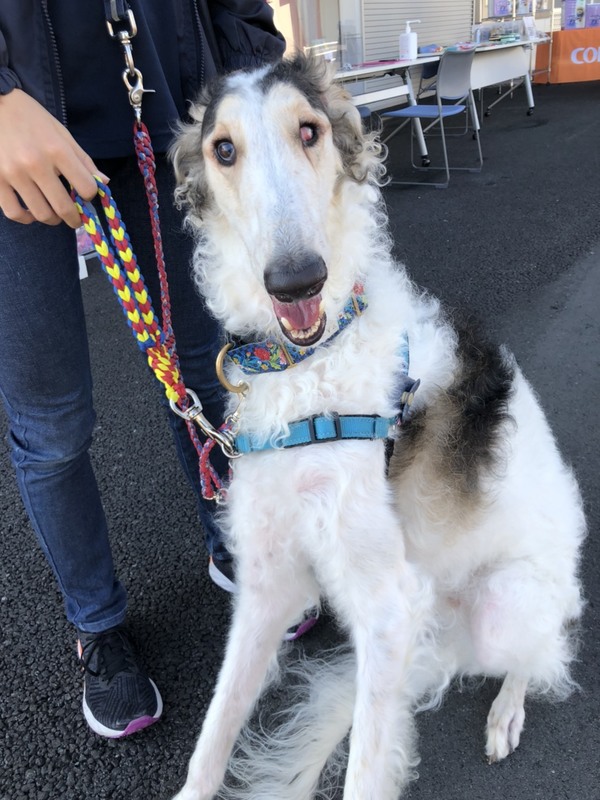 高校生と大学生が1から企画 保護犬カフェ 静岡おまちnaviが紹介する静岡県静岡市のおすすめイベント