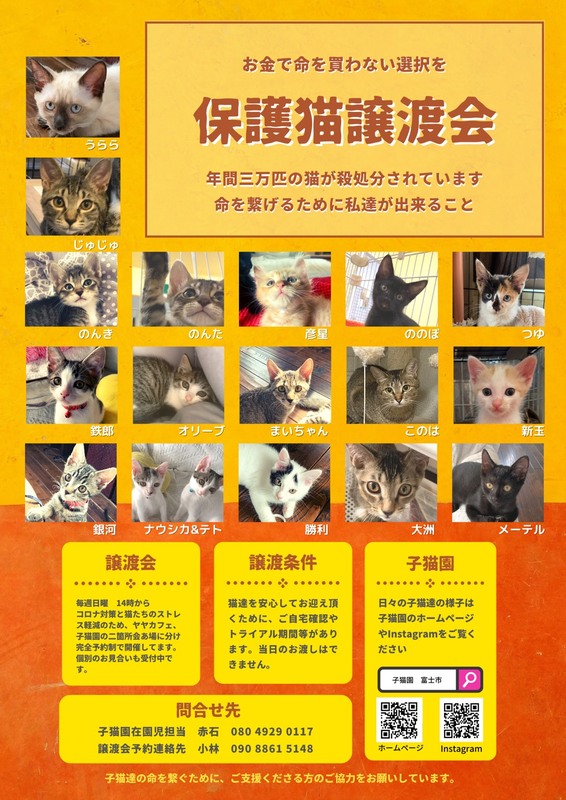 保護猫譲渡会［富士市］｜アットエス