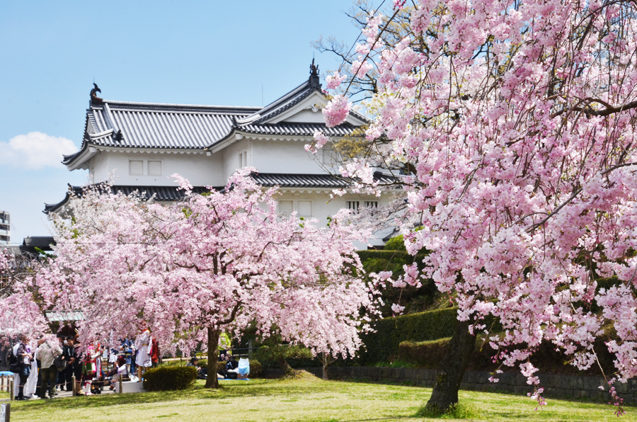 静岡県でのんびりお花見デート カップルにおすすめの桜スポット 静岡新聞sbs アットエス