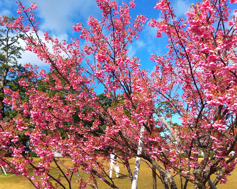 桜もグルメも楽しみたい！河津桜・早咲き桜のさくらまつり