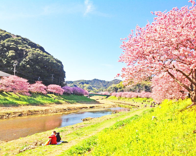 春を先取り！！静岡県のSNS映えする河津桜・早咲き桜のお花見スポット