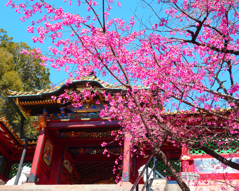 春を先取り 静岡県のsns映えする河津桜 早咲き桜のお花見スポット 静岡新聞sbs アットエス
