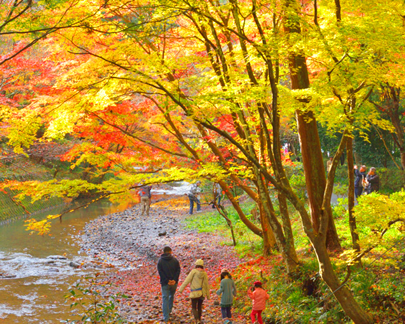 子どもも、大人も！家族で楽しめる静岡の紅葉スポット