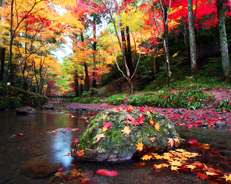 まさにフォトジェニック Sns映えする静岡の紅葉スポット 静岡新聞sbs アットエス