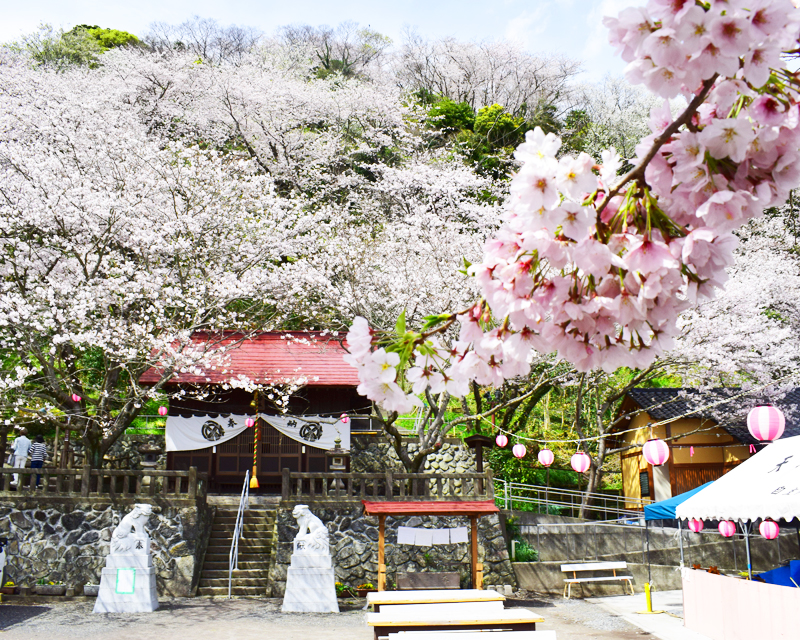 家族でお花見！ファミリーで楽しめる静岡の桜スポット｜静岡新聞SBS