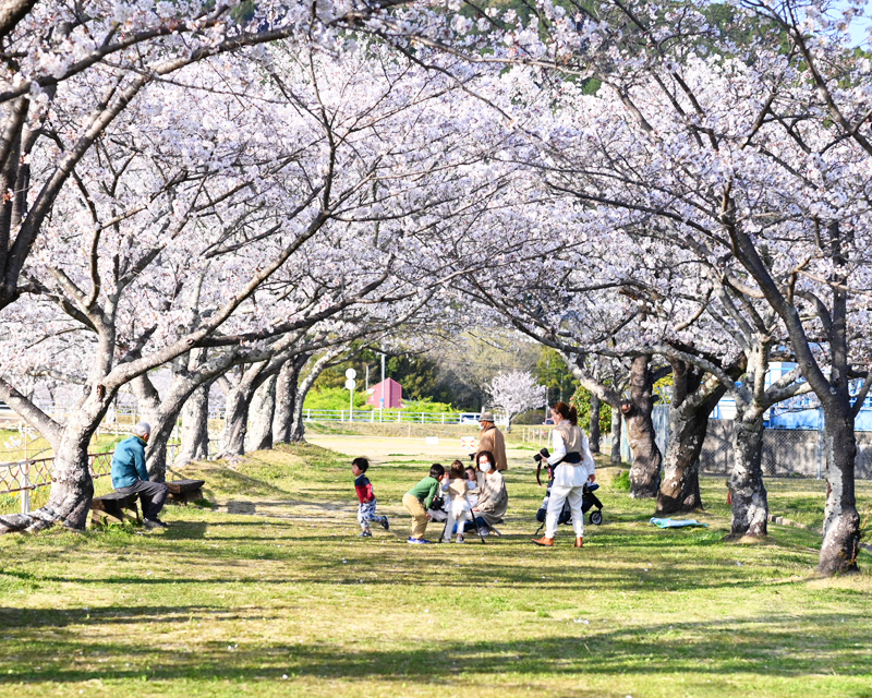 家族でお花見！ファミリーで楽しめる静岡の桜スポット