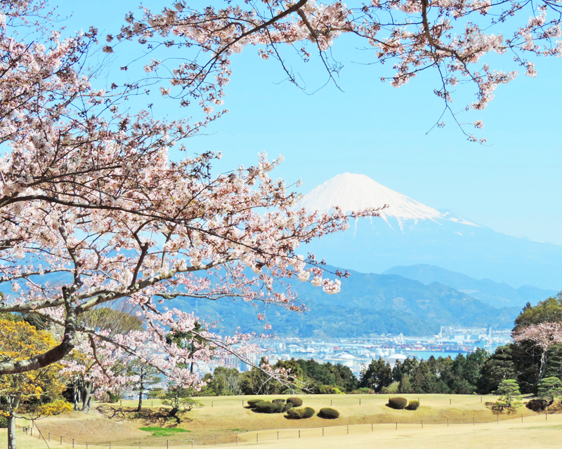 春爛漫！！静岡県でSNS映えする桜のオススメお花見スポット