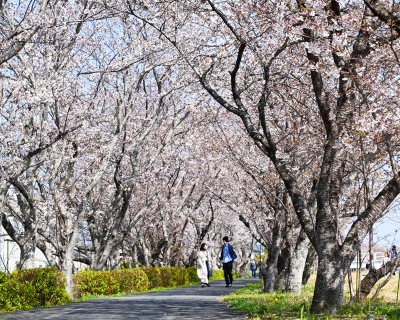 静岡県でのんびりお花見デート！カップルにおすすめの桜スポット