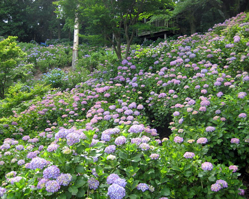 秋葉公園 牧之原市 アットエス