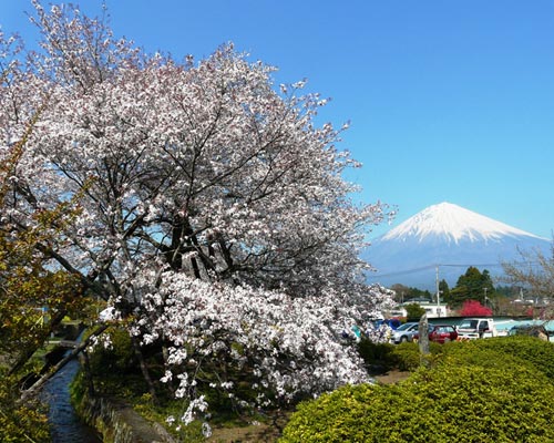 国指定特別天然記念物 狩宿の下馬桜 富士宮市 アットエス