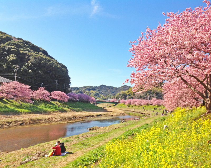 早春の訪れを告げる早咲きの桜
