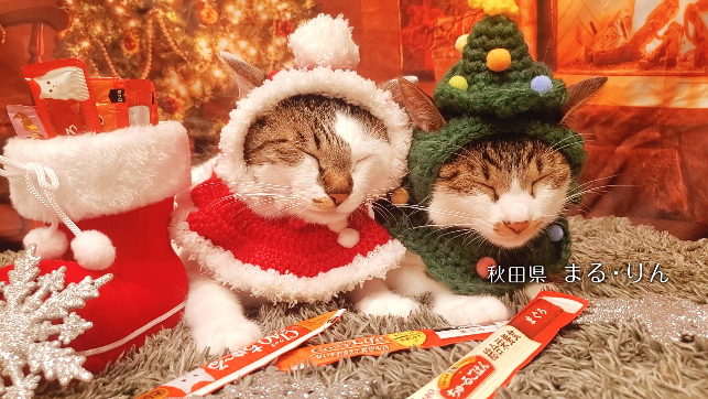 いなばペットフード 全国の猫ちゃんが登場！「ちゅ～る」クリスマス
