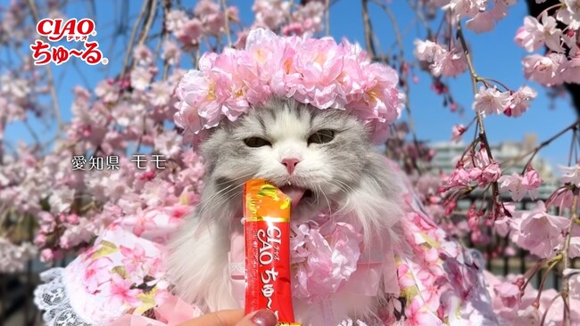 いなばペットフード 全国の猫ちゃんが続々登場！2026年春の「CIAO ちゅ