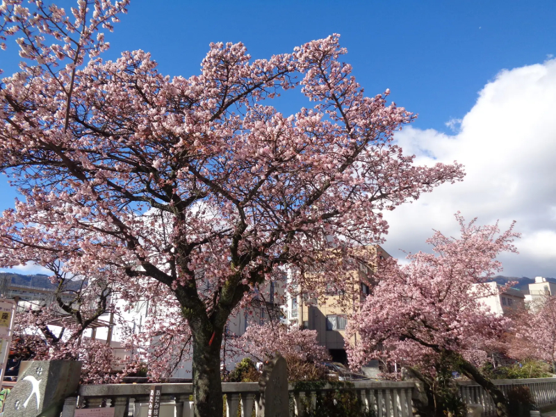 あたみ桜 糸川桜まつり