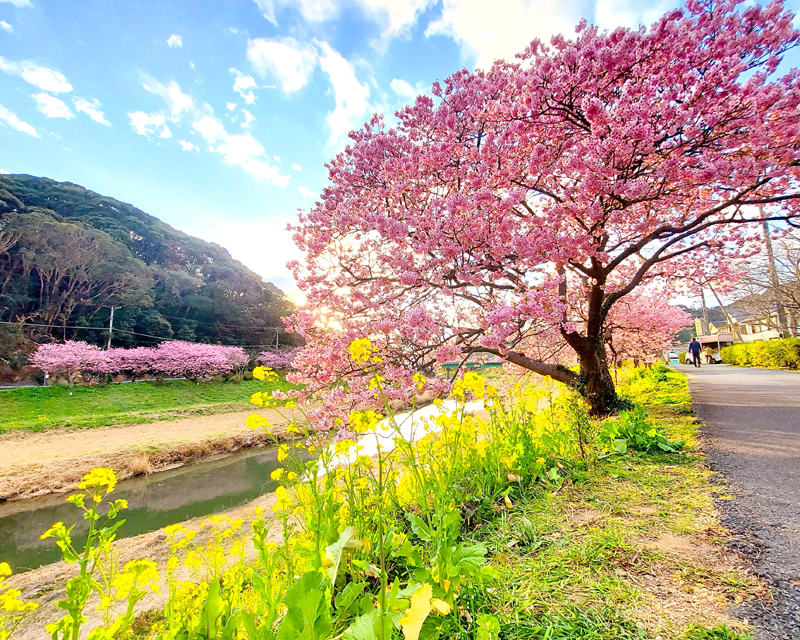 みなみの桜と菜の花まつり