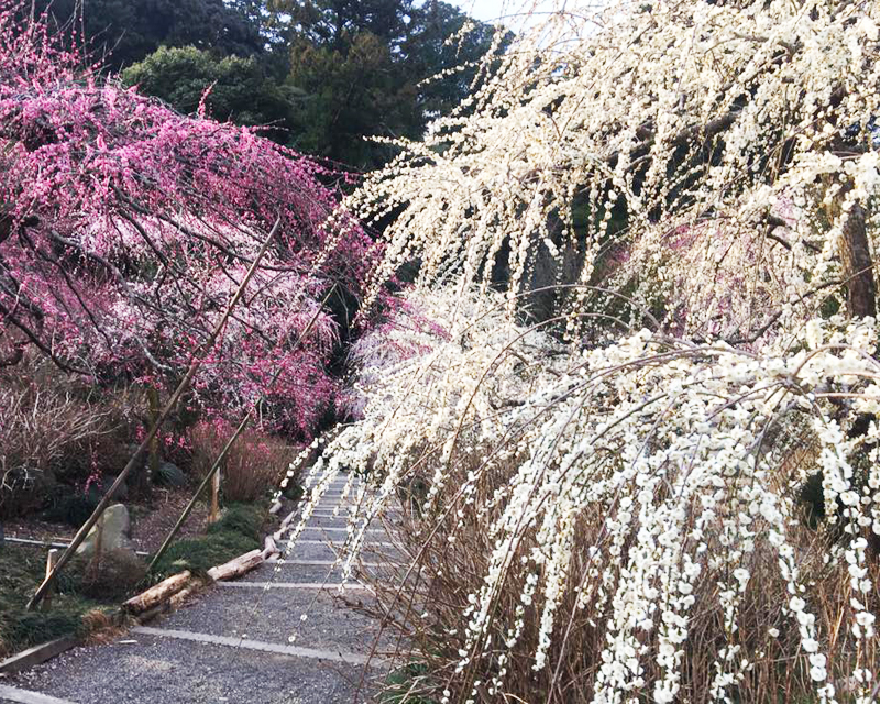 しだれ梅<龍尾神社 花庭園>