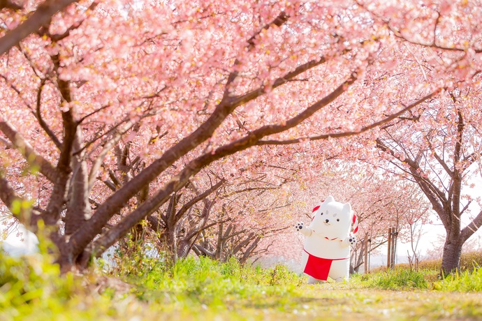 兎山公園 桜の見頃