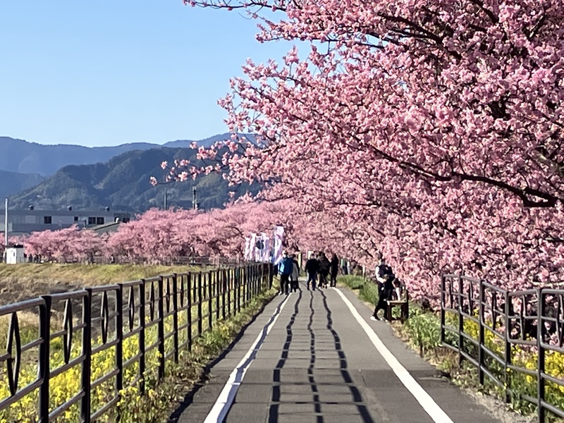 朝比奈川堤 山の手さくら