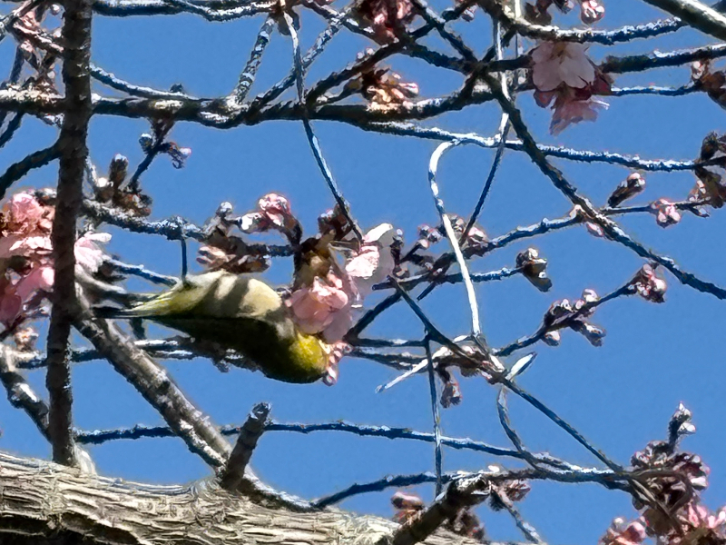 花蜜を求めるメジロ