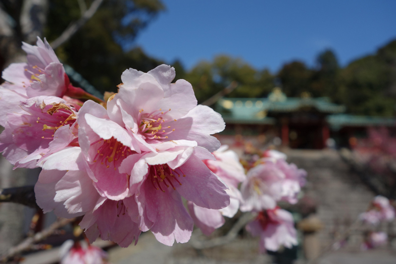 久能山東照宮 早咲き桜