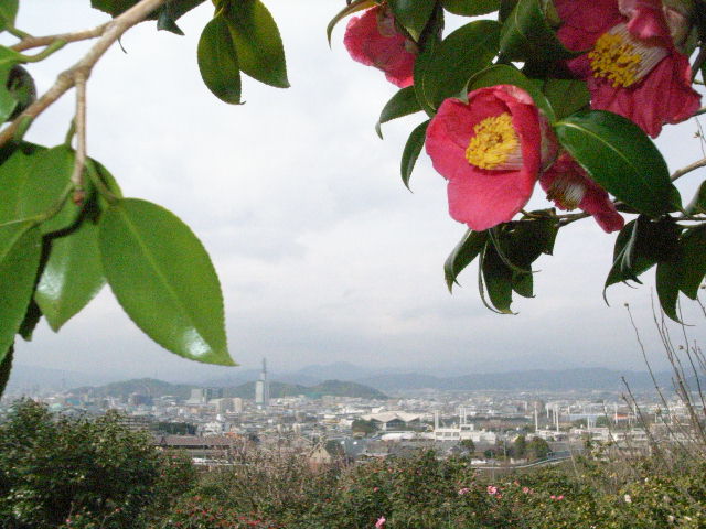 静峰園 椿の見頃
