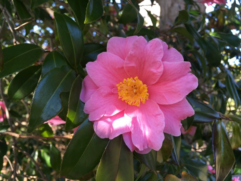 小室山公園 つばき観賞会