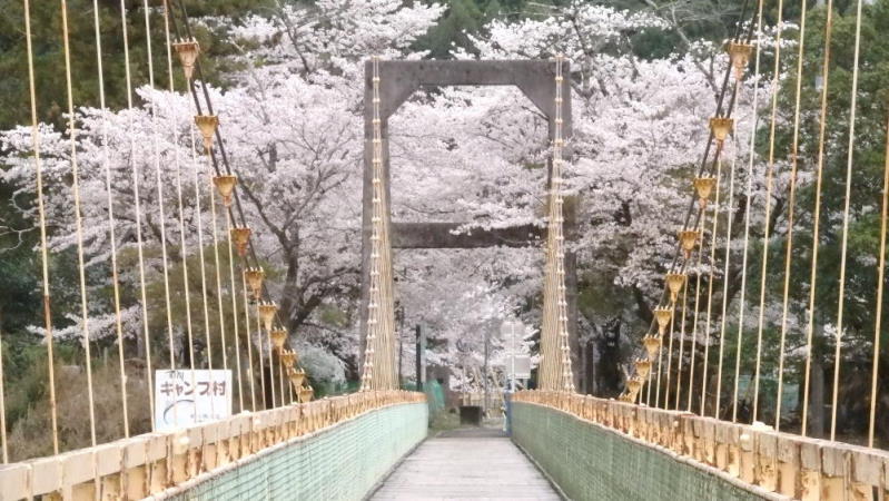 相川桜並木