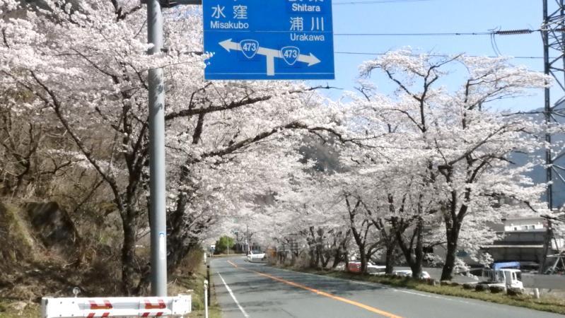 中部三叉路 桜トンネル