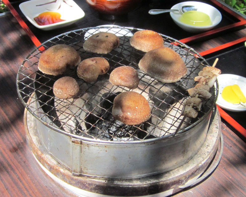 てんてんゴーしぶ川 しいたけ狩り
