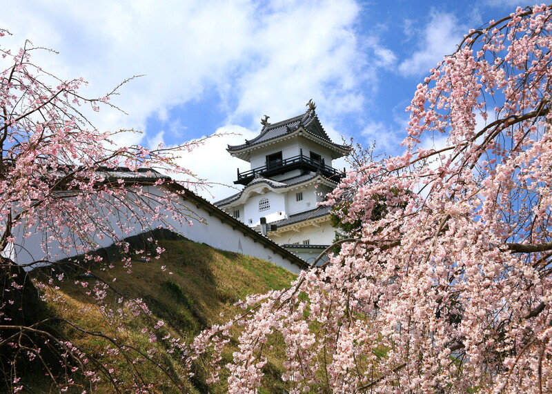 掛川城公園 桜の見頃