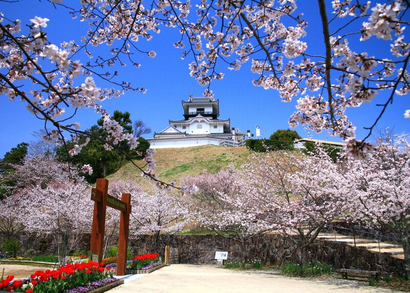 掛川桜が見頃に