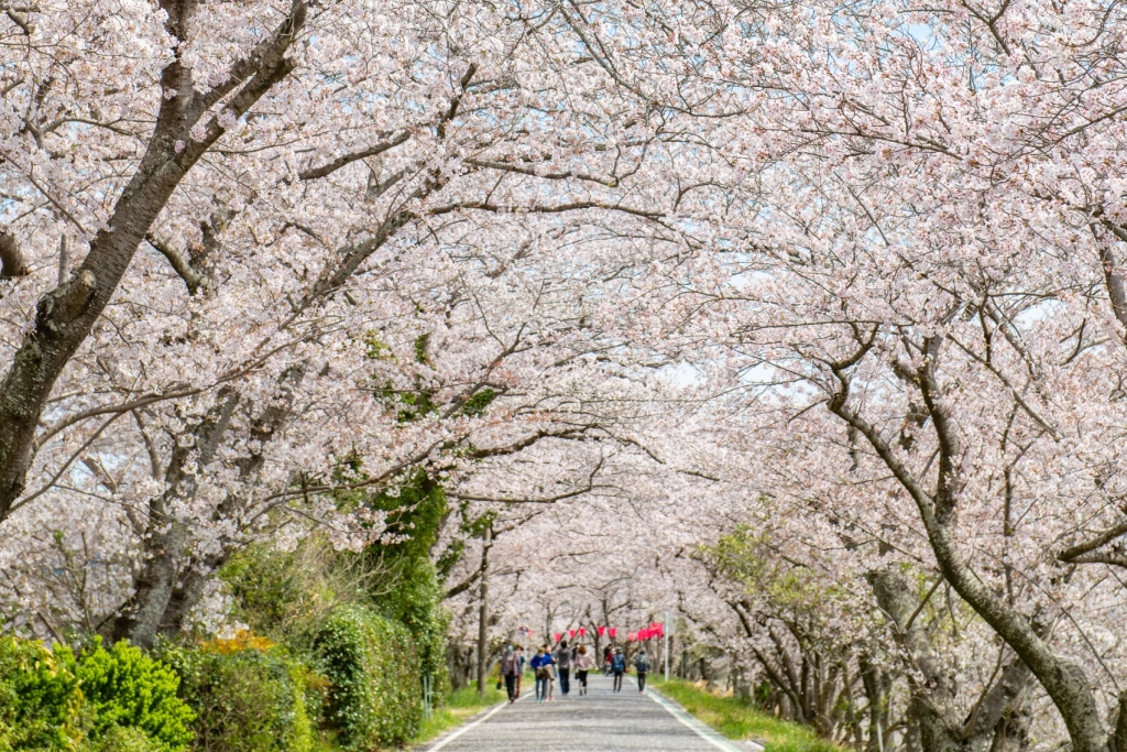 金比羅山・瀬戸川桜まつり