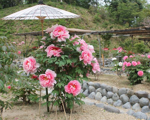 可睡斎ぼたんまつり
