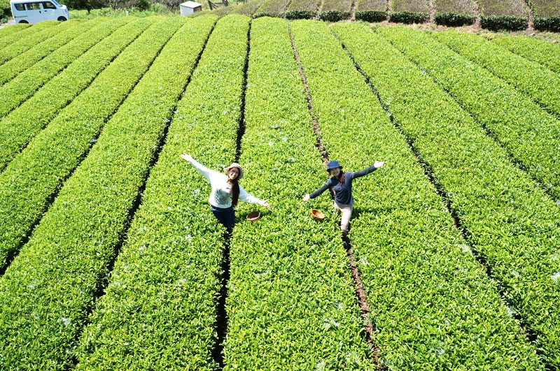キウイフルーツカントリー お茶摘み
