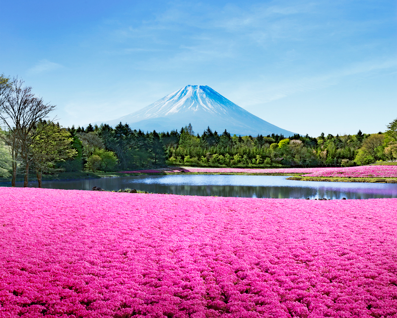 富士芝桜まつり