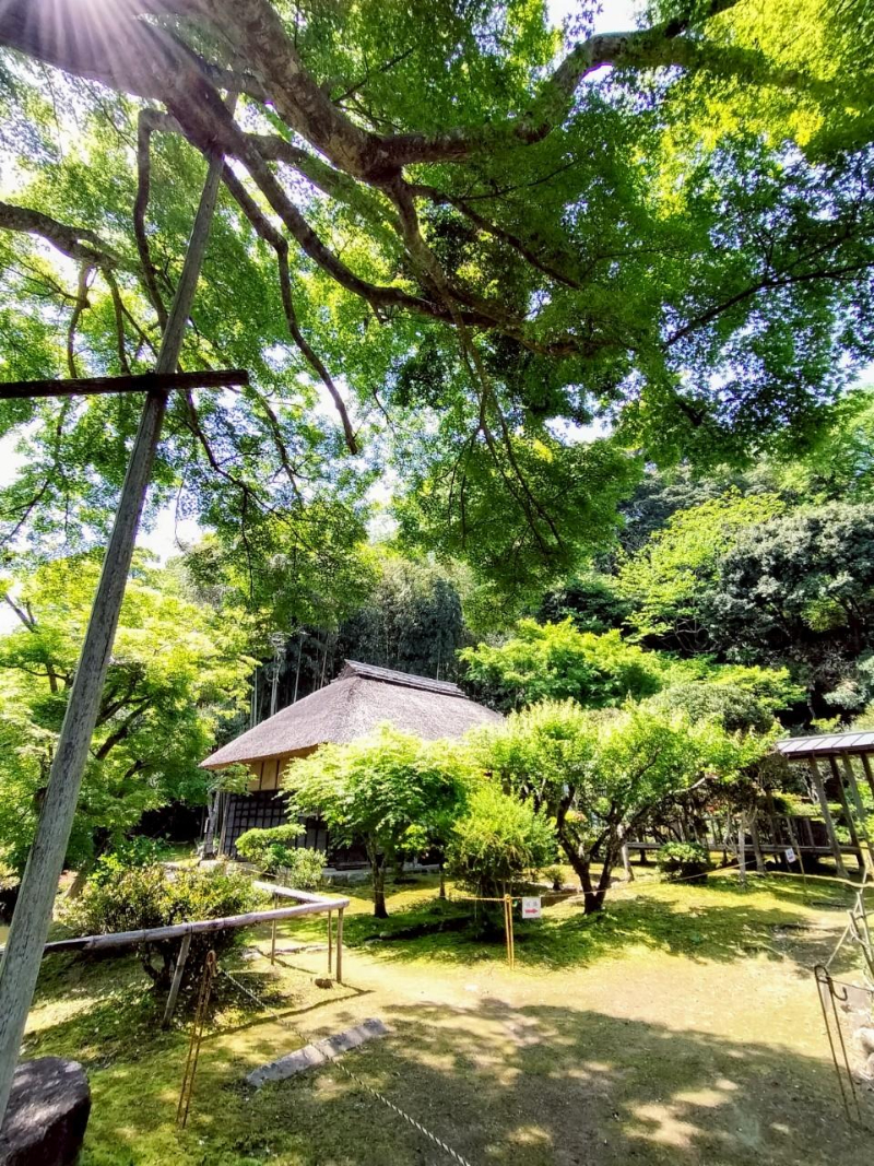 新緑の内庭公開