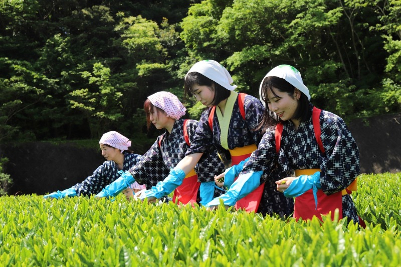 お茶摘み体験＜香りの丘 茶ピア＞