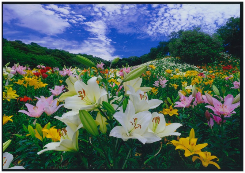 花の見頃・開園期間＜可睡ゆりの園＞