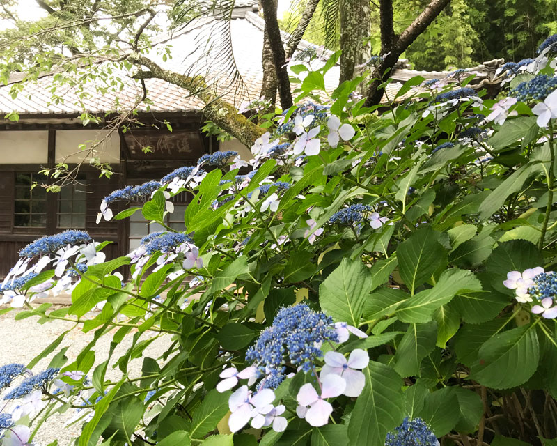 焼津のアジサイ寺