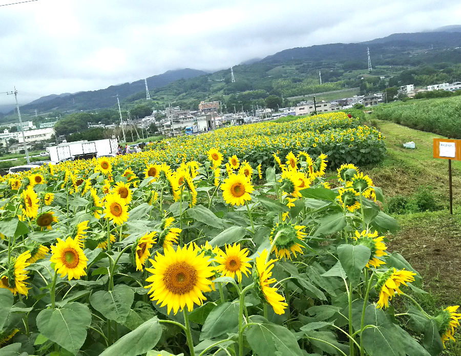 浮島ひまわりらんどのヒマワリ