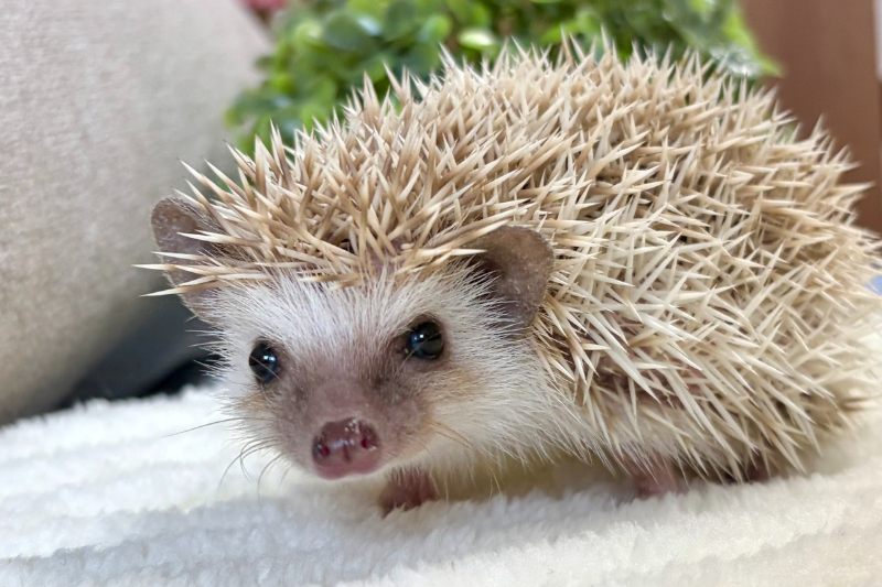 可愛すぎる姿に癒やされる！ハリネズミと暮らすSBSアナウンサー・影島