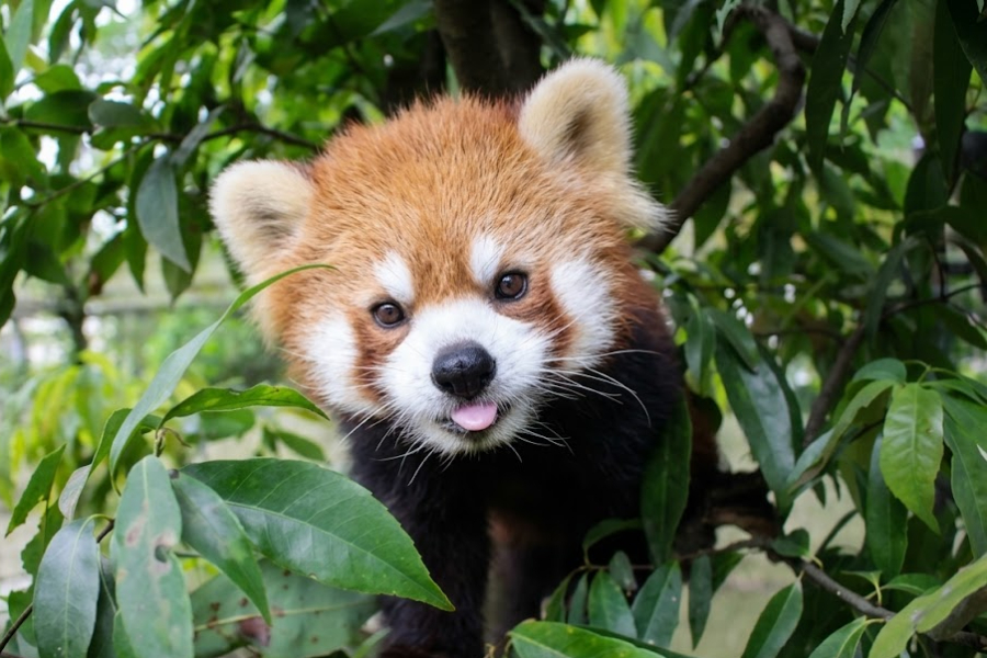 静岡】愛くるしい姿に癒やされる！レッサーパンダの“聖地”日本平動物園