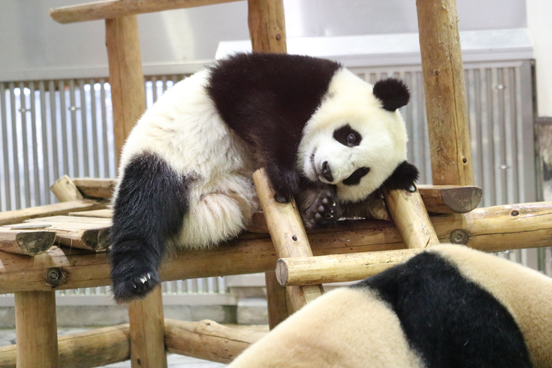 1歳過ぎたら ひとり立ち 知られざるパンダの生態について 静岡新聞アットエス