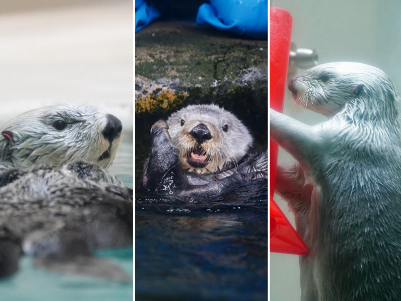 日本の水族館にいるラッコは3頭だけ!? 最近のラッコブームについて