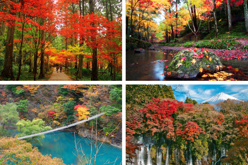 2025年最新】静岡県の絶景紅葉スポットおすすめ6選！白糸の滝、修善寺
