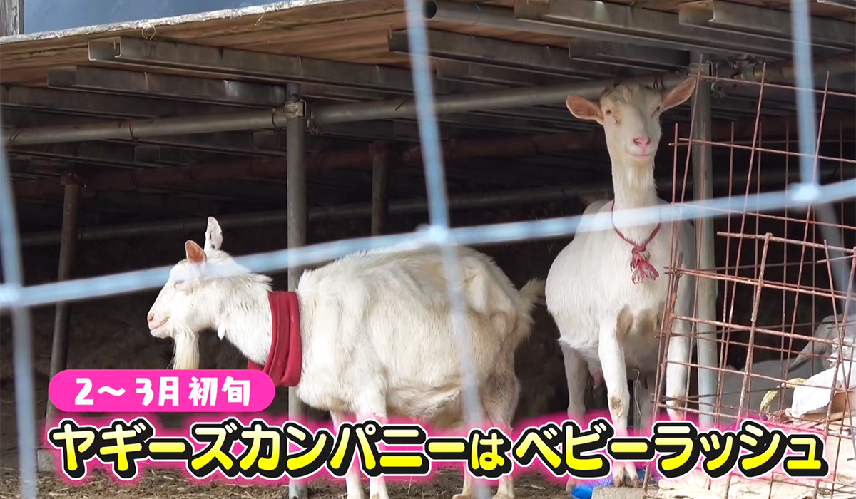 藤枝・ヤギーズカンパニー＆めえめえカフェ＞かわいすぎるヤギの