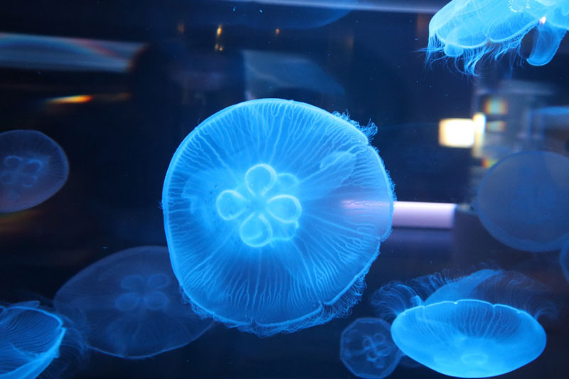 松坂屋静岡店の水族館「スマートアクアリウム静岡」が4月27日